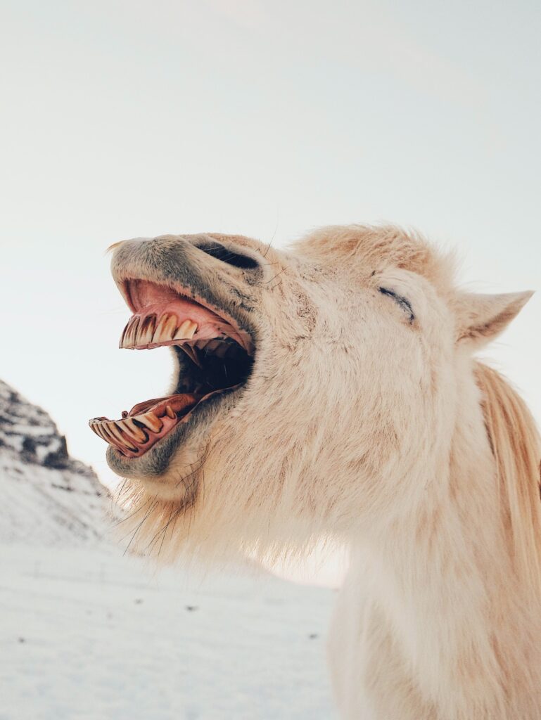 Donkey laughs at church comedy drama
